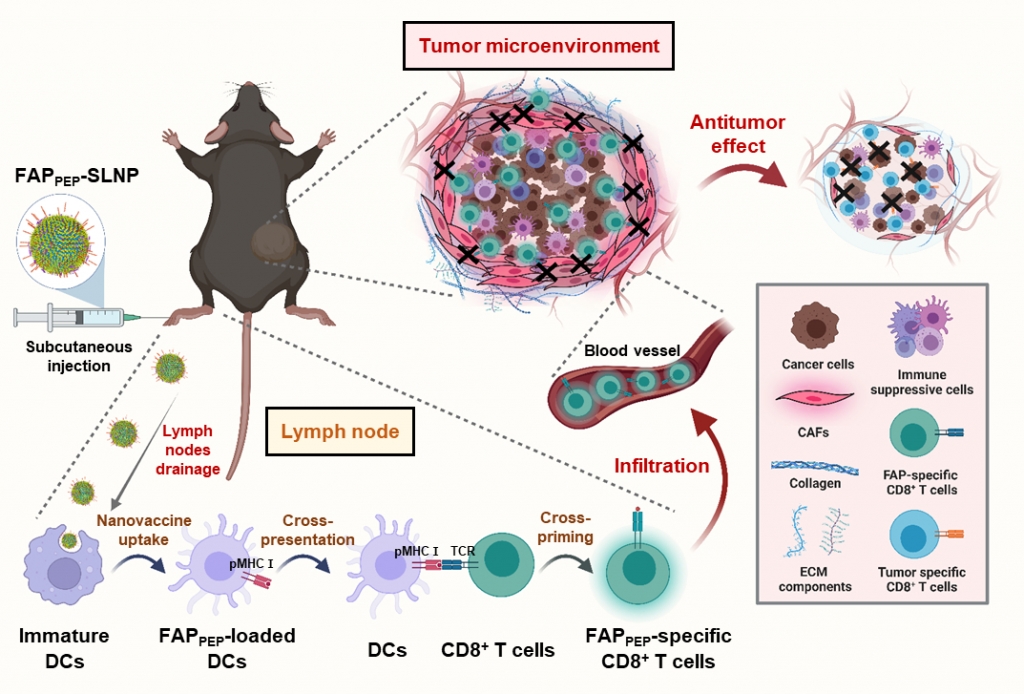 암 연관 섬유아세포 특이적 백신의 작용 기전/사진제공=한국보건산업진흥원