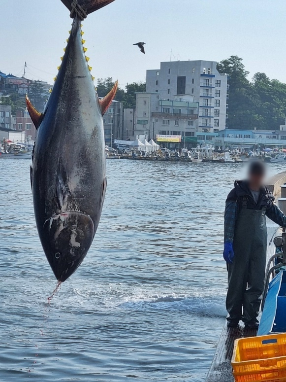 16일 오전 강릉시 주문진 앞바다에서 무게 160㎏ 참치가 잡혔다./사진제공=강릉수협