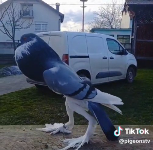 일반 비둘기와는 달리 가슴이 크게 부풀어 오르고 긴 다리를 가진 '돌연변이 비둘기'가 화제다. /사진=틱톡 @pigeonstv