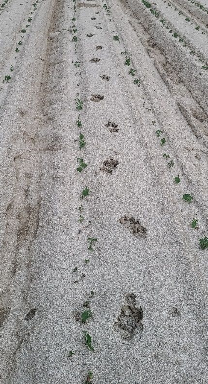 영주시 상망동 일원에서 발견된 동물 발자국 (사진=영주시 제공)