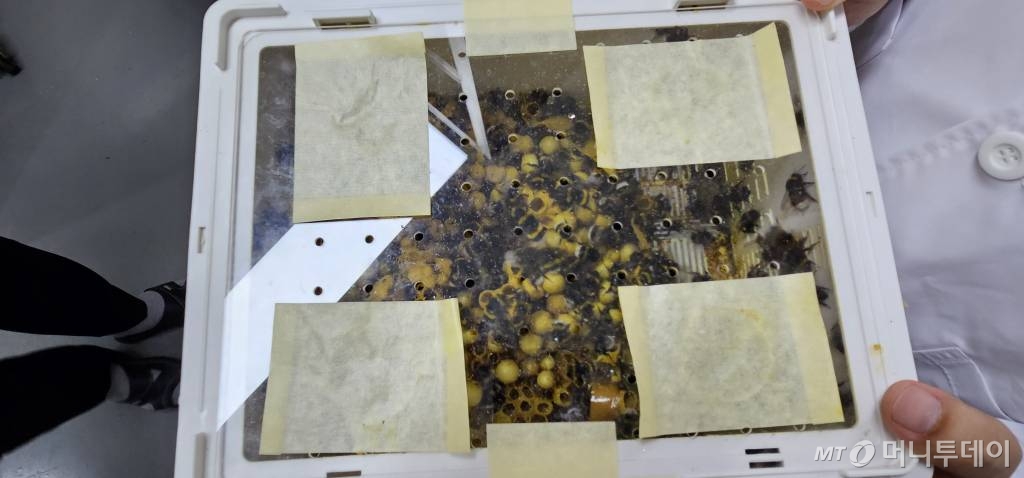 벌통에는 뒤영벌 200여마리가 살고 있다. 꿀벌의 경우 같은 벌통에 5000~1만 마리가 서식하며 화분매개 기능을 수행하지만 뒤영벌의 경우 200마리 만으로도 그 역할을 충분히 수행하고 있다./사진=정혁수