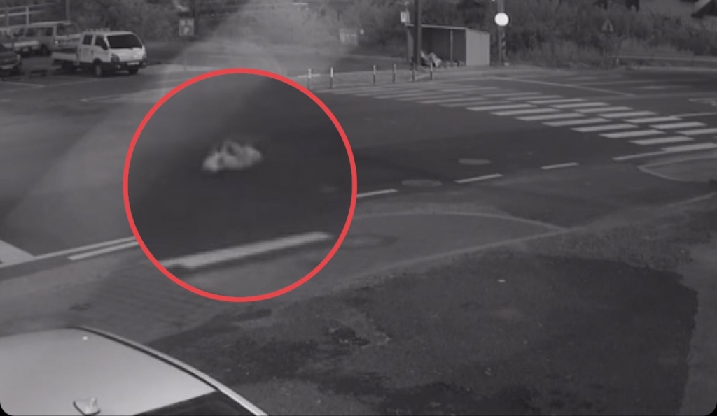 교통사고가 났을 당시 노을이의 모습. 하마터면 죽을뻔했다./사진=김재이씨 제공