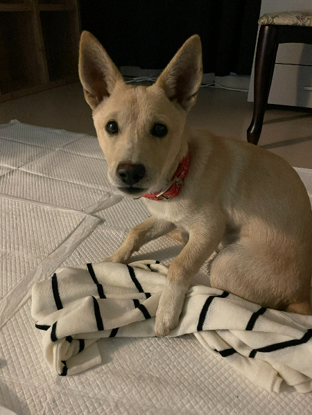 다행히 타박상만 입고 회복한 노을이. 노을이 질 무렵 발견해서 노을이다./사진=김재이씨 제공