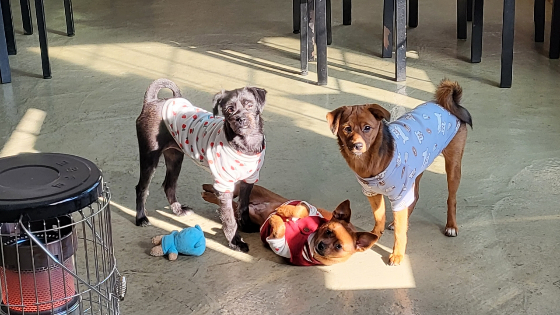 트럭에 버려진 뒤 발견돼 이리 잘 커준, 오구, 까망이, 차차./사진=김재이씨 제공