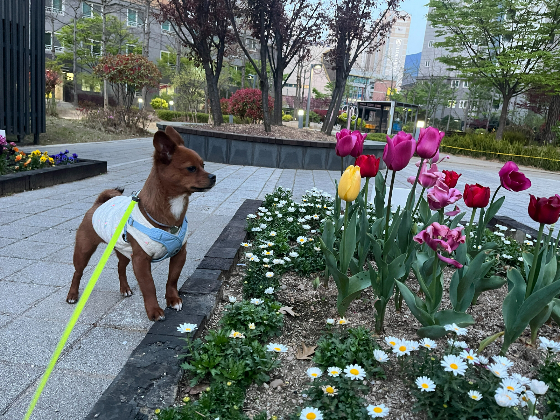 꽃보다 예쁜 강아지들. 앞으로 더 예쁜 꽃들 많이 보기를, 매년 건강하게 찬란한 봄을 만끽하기를./사진=김재이씨 제공