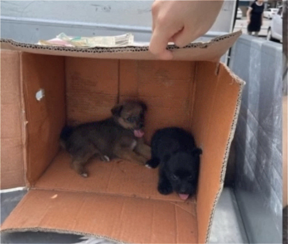 더워서 많이 헥헥거리는 강아지들의 모습. 겁을 먹은듯 구석에 움츠리고 있다./사진=김재이씨 제공