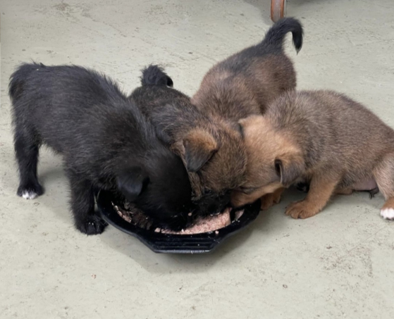 고개를 맞대고 사이좋게 밥도 먹고. 이중 수컷 한 마리는 다른 가족을 만나 입양됐다./사진=김재이씨 제공