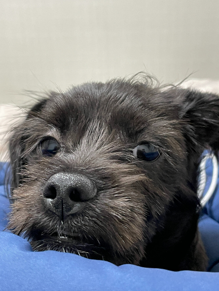 멋지게 잘 커준 까망이./사진=김재이씨 제공