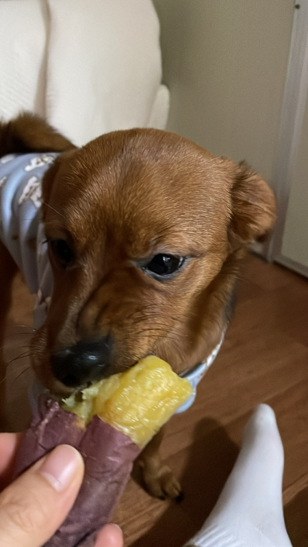 고구마를 냠냠하는 차차. 나도 한 입만./사진=김재이씨 제공