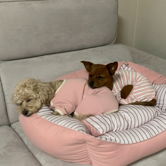 착한 땅콩이는 집에 새로 온 꼬물이들에게 곁을 기꺼이 내어주었다. 땅콩이 언니가 마냥 좋은 오구. 몸에 고개를 포개었다. 귀엽다./사진=김재이씨 제공