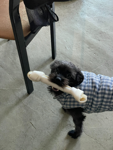 개껌을 물고 있는 까망이. 너무 큰 거 아니니. 귀여워서 한 문단마다 사진을 넣고 있어요. 이해해주세요./사진=김재이씨 제공