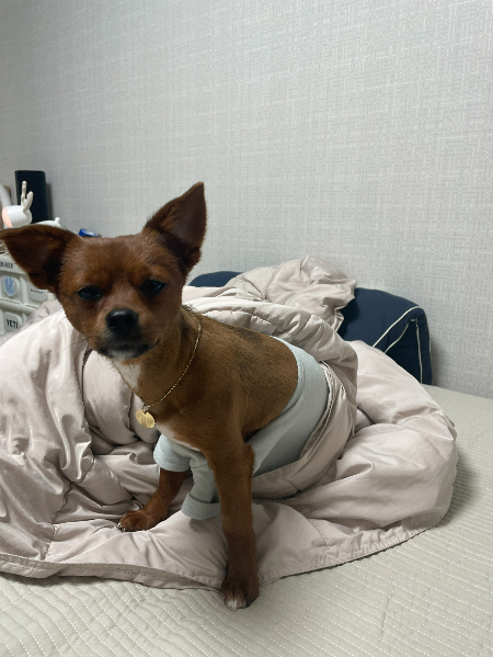 실컷 놀고 졸린 오구./사진=김재이씨 제공