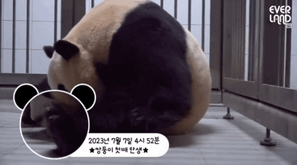 지난 7일 국내 최초로 쌍둥이 판다 자매를 출산한 에버랜드 판다 아이바오 /사진=에버랜드 공식 유튜브 채널 캡처