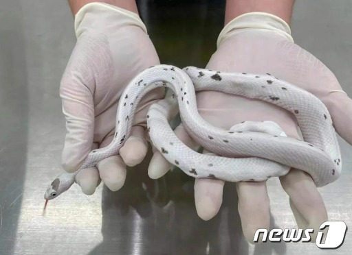 스타킹에서 나온 뱀. /사진=뉴스1
