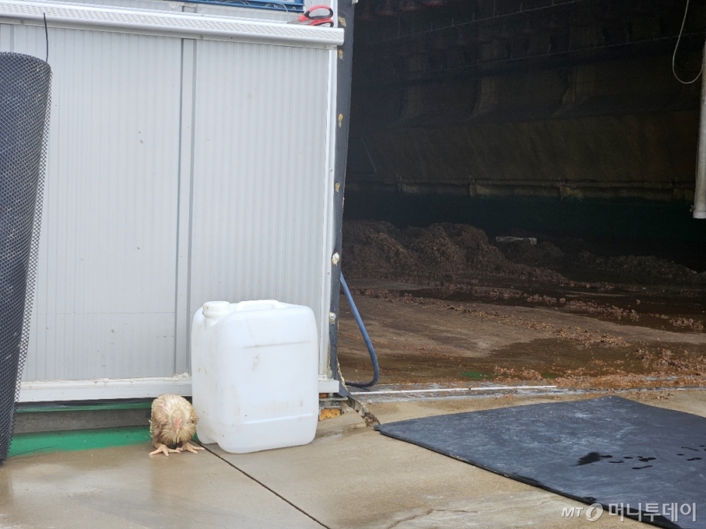 17일 오후, 이번 비피해로 육계 5만 6000여 마리가 폐사한 청북 청주 청원구 오창읍 학소리에 있는 박모씨의 양계장에서 마지막 남은 육계 1마리가 쉬고 있다./사진=정세진 기자 