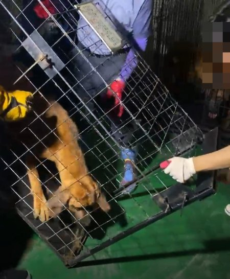 이제야 땅을 밟는다. 뜬장에서 평생 살다, 죽을 때에만 나왔을 개들이./사진=남형도 기자