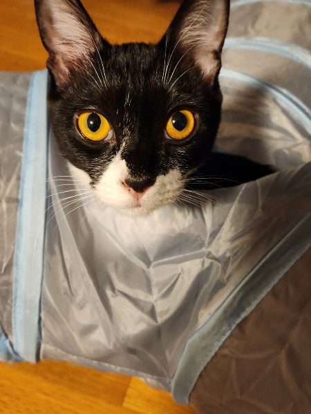 "'내가 얼마나 살까'를 생각하면 그렇잖아요. 너무 어린 애를 키우면, 내가 먼저 갈 수도 있을 것 같은데 그런 생각 말이지요." 그런 염려를 한 적도 있었으나, 죽을뻔한 작은 존재가 집사를 선택했고, 그에게로 갔다. 그러니 걱정 같은 건 아무것도 아녔다. 그저 함께 사랑할뿐./사진=멋진 태풍이가 자랑스러운 집사, 한정애 의원