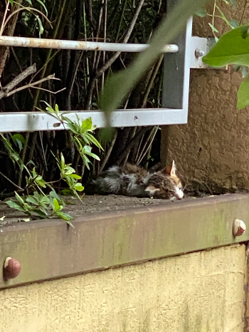 비가 많이 내리던 2021년 어느 가을날, 잔뜩 젖은 채 고양이별로 떠난 동네 새끼 고양이. 너무 맘 아파 많이 울었었다./사진=남형도 기자