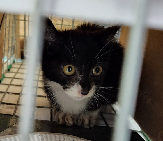 구조 당시 겁을 잔뜩 먹은 태풍이. 금방이라도 울 것 같은 표정이다./사진=한정애 의원