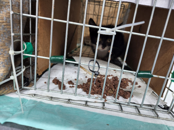 많이 배고팠는지, 사람들이 사라지자 바로 나와 습식 사료를 먹다 구조된 새끼 고양이 태풍이. 많이 놀랐는지 구석에서 웅크리고 있다./사진=한정애 의원