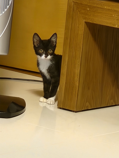 처음에 집에 왔을 땐 구석에 숨어 나오지 않았단다. 아무렴, 거릴 좁히는 데에는 시간이 필요한 법이니까./사진='태풍이 집사' 한정애 의원