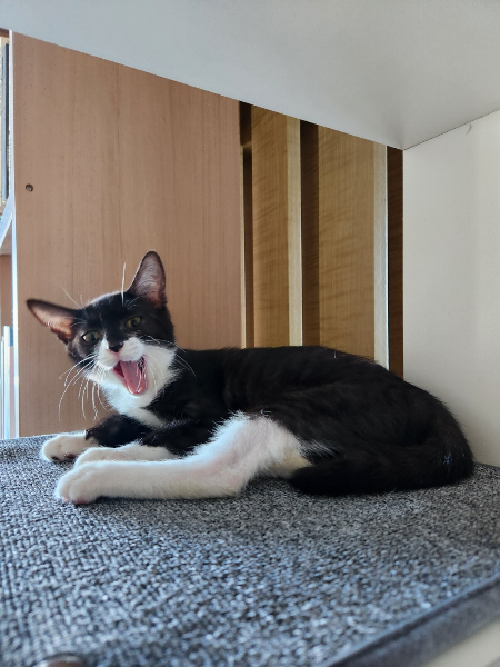 이젠 이리 도도하게, 늠름하게 잘 컸다./사진='태풍이가 가장 좋아하는 집사' 한정애 의원