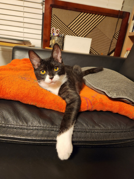 "집사야, 뭐 맛있는 거 좀 없니. 가져오거라."/사진=북어 간식을 준비하는 한정애 의원