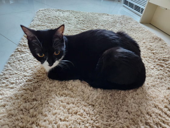 사랑을 받은 티가 난다. 조금은 거만하고 사람을 업신여기는 게 더 좋다. 그만큼 편하다는 것, 믿어도 좋다는 뜻이니./사진='태풍이 집사' 한정애 의원