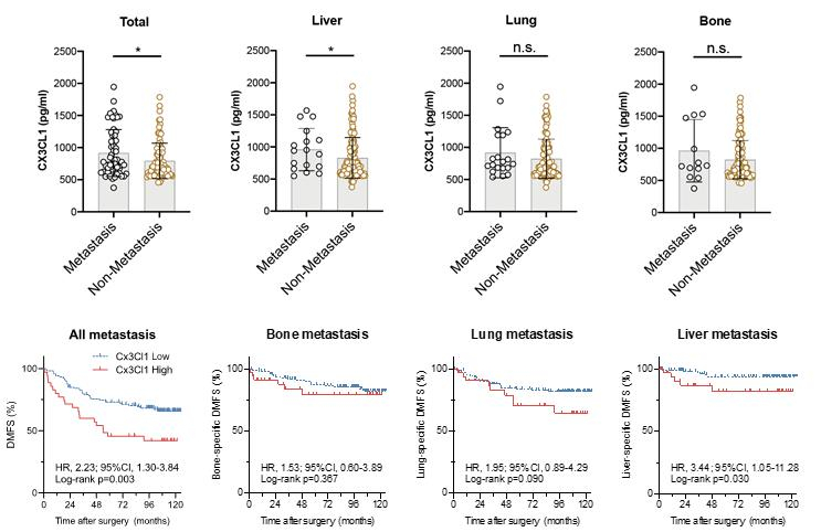  혈액 내 CX3CL1 수치와 유방암의 간·폐·뼈로의 원격 전이 분석 그래프. 혈액 내 CX3CL1의 수치가 높을수록 간 전이율이 증가하고 이에 따른 간 전이에 대한 사망률이 증가하는 것을 확인했다. 폐와 뼈 전이와 사망률과는 관련 없음을 확인했다./그림=서울대병원