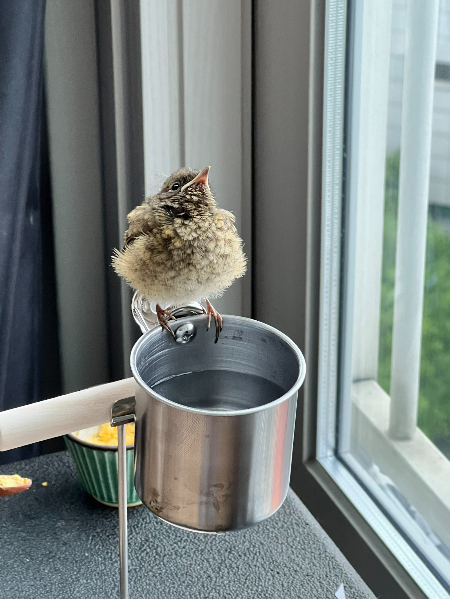 삶은 달걀 노른자와 깨끗한 물을 먹는 딱새./사진=카페 SON 사장 조대원씨