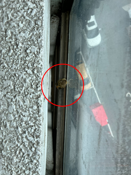 건물 안에 잘못 들어와, 한쪽 구석에서 꼼짝 않고 웅크리고 있던 새끼 딱새. 기운이 많이 없었단다. 자칫하면 큰일날 뻔했다./사진=카페 SON 사장 조대원씨