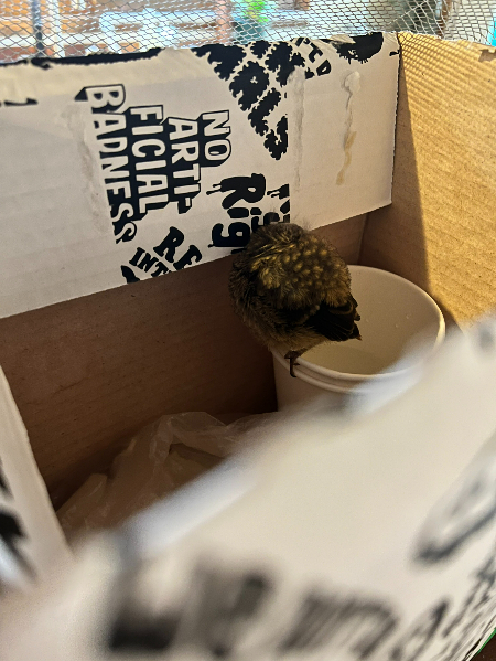 상자로 집도 이리 만들어주었다./사진=카페 SON 사장 조대원씨