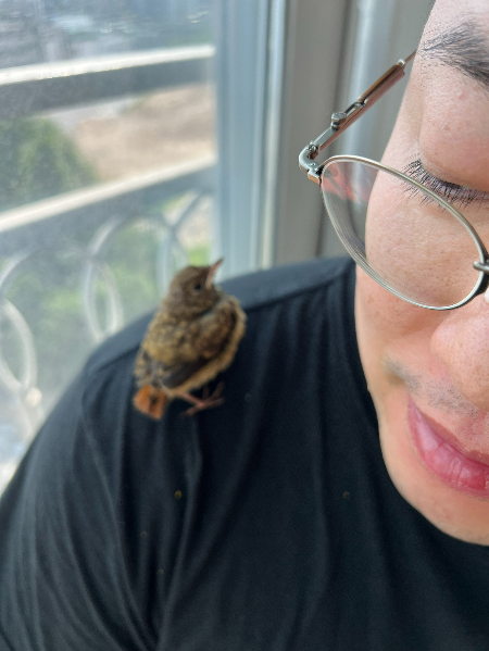 대원씨 어깨에 앉은 딱새./사진=카페 SON 사장 조대원씨