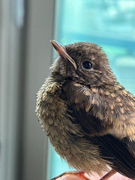 무럭무럭 자라 이리 늠름해진 딱새./사진=카페 SON 사장 조대원씨