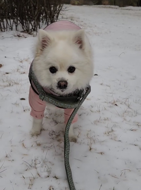 겨울, 눈길을 밟으며 산책하는 꾸꾸. 죄송해요. 너무 귀여워서 사진이 좀 많습니다./사진=꾸꾸 보호자님