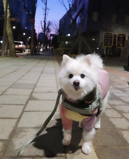 두툼한 겨울옷을 입은 꾸꾸. 겨울 꾸꾸도 귀엽습니다./사진=꾸꾸 보호자님