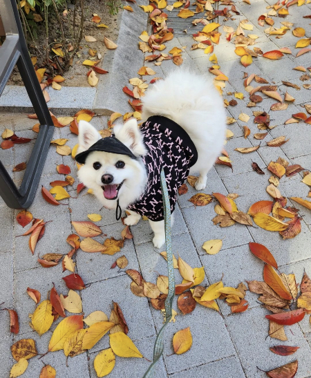 가을 낙엽에 서걱이며 산책하는 꾸꾸. 이파리가 다 떨어지는 계절에도 따뜻했을테고, 이리 웃었다./사진=꾸꾸 보호자님