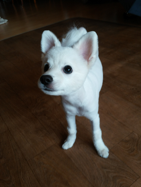 처음 집에 왔을 땐 어리둥절한 모습이었다고. 여긴 어딜까, 앞으로 난 괜찮을까, 보호자가 달라질 때의 두려움, 충격 같은 게 아무래도 있을터였다. 가족이 되려면 평생을 생각해야 한다. 함부로 데려와 막 버리는 인간들이 너무 많다. 강아지들은 바라본다. 보호자만을. 제발, 신중하게 가족으로 맞기를./사진=꾸꾸 보호자님