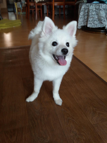 마음을 열고 기대어도 좋다고 생각하고. 어느 날인가부터 웃기 시작한 꾸꾸. 안심해도 좋은가봐, 작은 마음에 그리 생각했단 것에 가슴이 저리다./사진=꾸꾸 보호자님