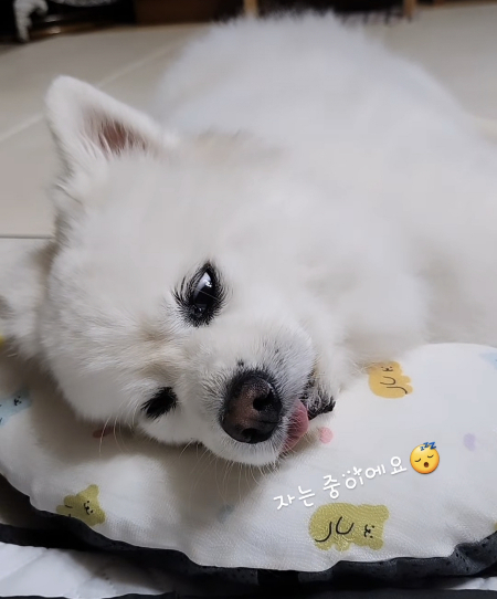 믿기 어려우시겠지만, 자는 중이라고 합니다./사진=꾸꾸 보호자님