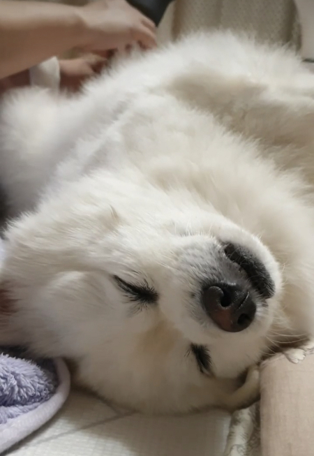 피곤한 개가 행복한 개라지요./사진=꾸꾸 보호자님