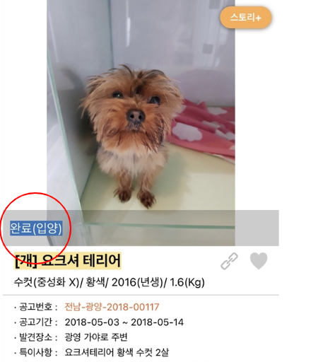 입양이 완료됐단 표시로 바뀐 뚜뚜. 여전히 공고 중인 개들이 너무나 많다./사진=뚜뚜 보호자 고은희씨