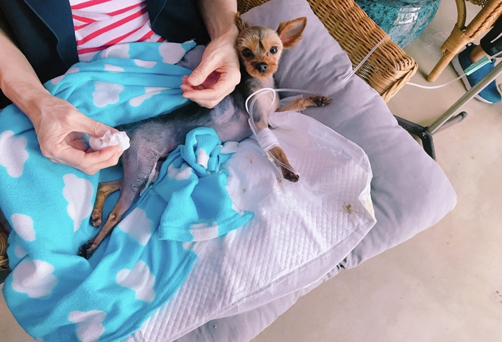 힘든 수술을 잘 견뎌준 뚜뚜./사진=뚜뚜 보호자 고은희씨