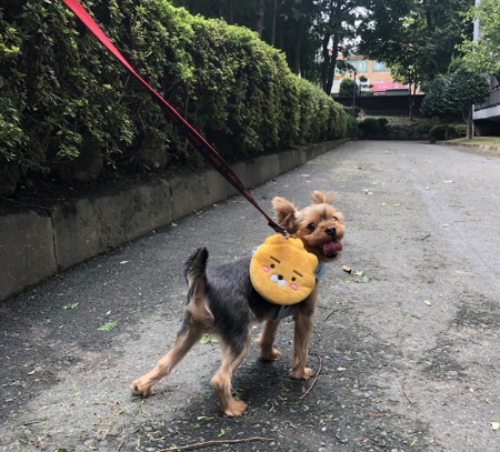 친구에게 선물 받은, 가방 달린 하네스를 입은 뚜뚜. "누나, 빨리와"라고 말하는듯 하다./사진=뚜뚜 보호자 고은희씨