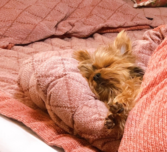 추운 겨울, 편안한 잠자리에서 이불을 덮고 곤히 잠든 뚜뚜. 예전엔 길에서 생활하며 얼마나 고단했을지./사진=뚜뚜 보호자 고은희씨