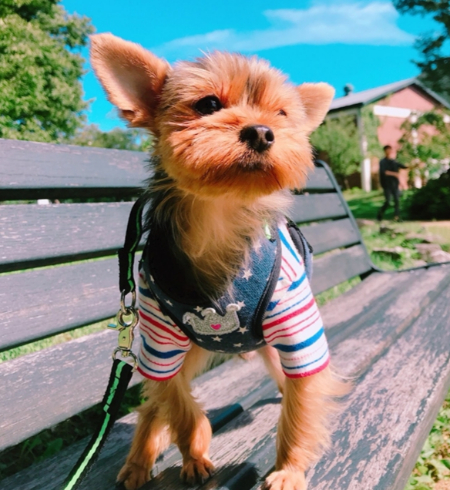 산책하다가 잠시 쉬는 뚜뚜./사진=뚜뚜 보호자 고은희씨