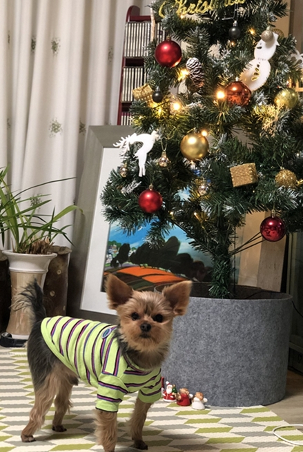 겨울 크리스마스 트리 앞에서 포즈를 취한 뚜뚜./사진=뚜뚜 보호자 고은희씨