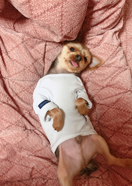 뚜뚜는 잘 때 혓바닥이 나오고 배도 잘 뒤집어 보여주는 귀염둥이다./사진=뚜뚜 보호자 고은희씨