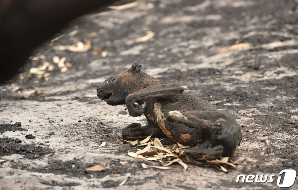 (캥거루 섬 AFP=뉴스1) 우동명 기자 =  최악의 산불이 발생한 호주의 캥거루 섬에서 불에 타 숨진 코알라의 모습이 보인다.  ? AFP=뉴스1  