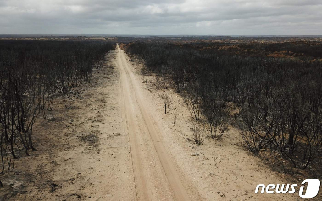 (캥거루 아일랜드 AFP=뉴스1) 정윤미 기자 = 호주 캥거루 아일랜드에서 발생한 대형 산불로 야생 동물들의 생태계가 큰 피해를 입었다.  ? AFP=뉴스1  